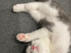 -lincat·猫舍(广州店)
