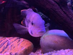 -上海海洋水族馆