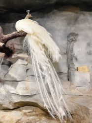 -Zoolung Zoolung动物主题公园(海信广场店)