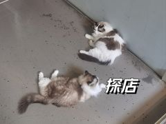 -白兔子密室(长寿路店)