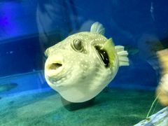 -北戴河圣蓝海洋公园