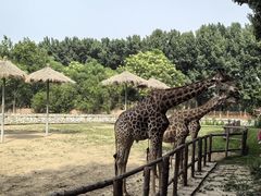 -北京野生动物园