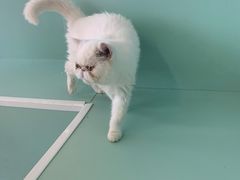 -怪兽屋·羊驼·猫咖·狗咖(俊华广场店)