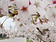 -石家庄市植物园