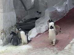 -大连圣亚海洋世界