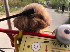 -永定河休闲森林公园