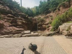 -青藏高原野生动物园