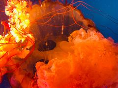 -太平洋海底世界