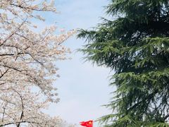 -武汉大学-樱园