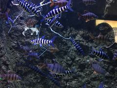 -成都浩海立方海洋公园