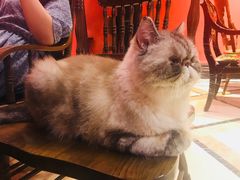 -猫色咖啡·猫咖