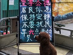 -王虎子大饼(甸柳新村五区店)