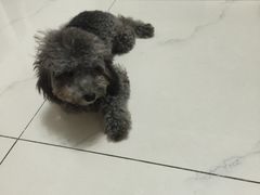 -瑞鹏宠物医院·微创内窥镜·骨外科·牙科(翠竹分院)