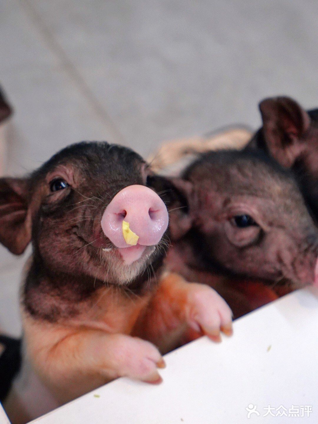 萌宠家族进商城了🔥还有二师兄🐷太可爱了‼️口水都从嘴角流了下来