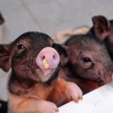 萌宠家族进商城了🔥还有二师兄🐷太可爱了‼️口水都从嘴角流了下来