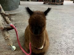 -杭州开元森泊度假乐园