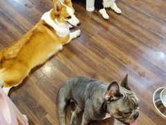 -柯斗斗主题餐厅·狗咖·围炉煮茶·茶饮(国瑞升平里店)