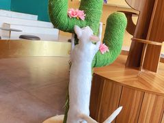 -飞行喵MR PILOT|猫舍·猫咖(静安大融城店)