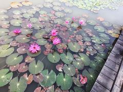 -大湾区中央湿地公园