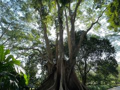 -中国科学院西双版纳热带植物园