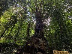 -莫里热带雨林景区