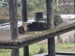 -中国大熊猫保护研究中心雅安碧峰峡基地