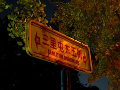 -三里屯东五街银杏大道