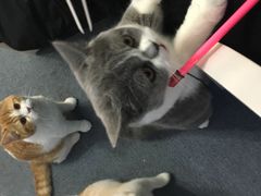 -喵的天空名猫咖啡馆·撸猫·猫舍·用品