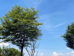 -逸林轩中餐厅(中信泰富朱家角锦江酒店)
