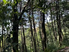 -铁山坪森林公园