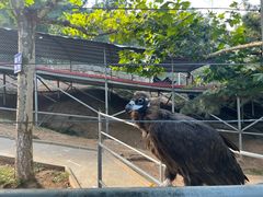 -西霞口神雕山野生动物世界