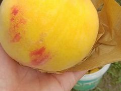 -南汇水蜜桃采摘(大团店)