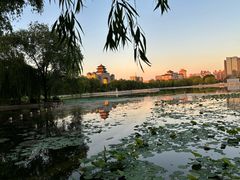 -莲花池公园