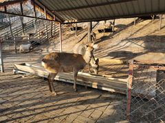 -北京鹿世界主题园