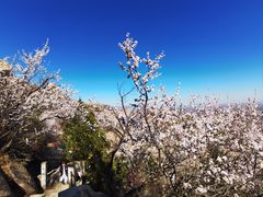 -北京凤凰岭