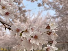 -古柏渡丰乐樱花园