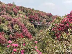 -贵州百里杜鹃风景名胜区