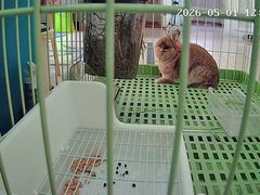 -加奈日本料理