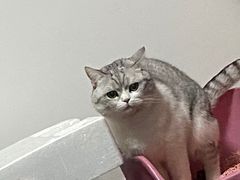 -芭比堂宠物医院·全科爱猫医院·仁德分院