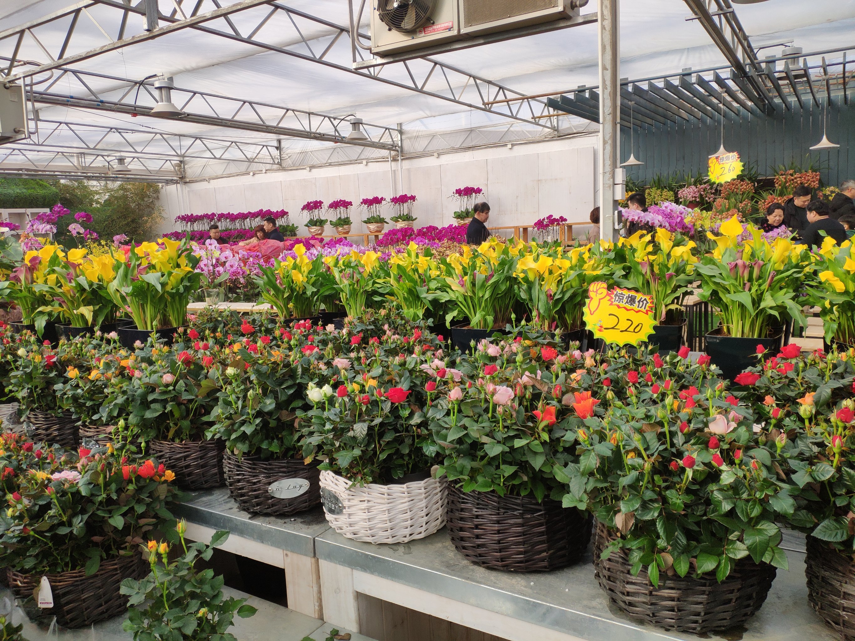 雁锦花卉市场拆了以后