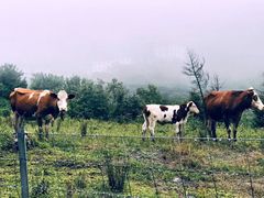 -硗碛藏寨·神木垒景区