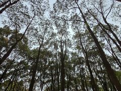 -上海滨江森林公园