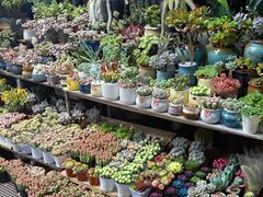 -桂林市花鸟市场