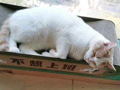 -猫在这儿猫咪咖啡馆·撸猫馆