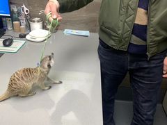 -爱侣宠医·鹦鹉专科·小型哺乳类·异宠专科(灵石路店)