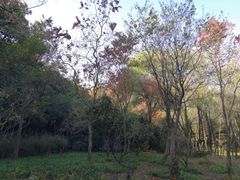 -西湖风景区-江洋畈生态公园