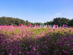-松山湖梦幻百花洲