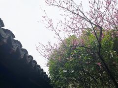 -八大山人梅湖景区