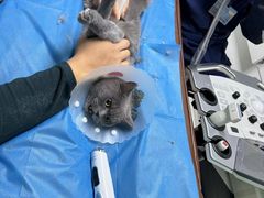 -达爱动物医院·犬猫分区·CT·复杂眼科(远洋山水分院)