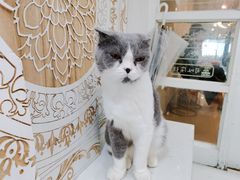 -共舞时光猫咖·狗咖(新街口店)